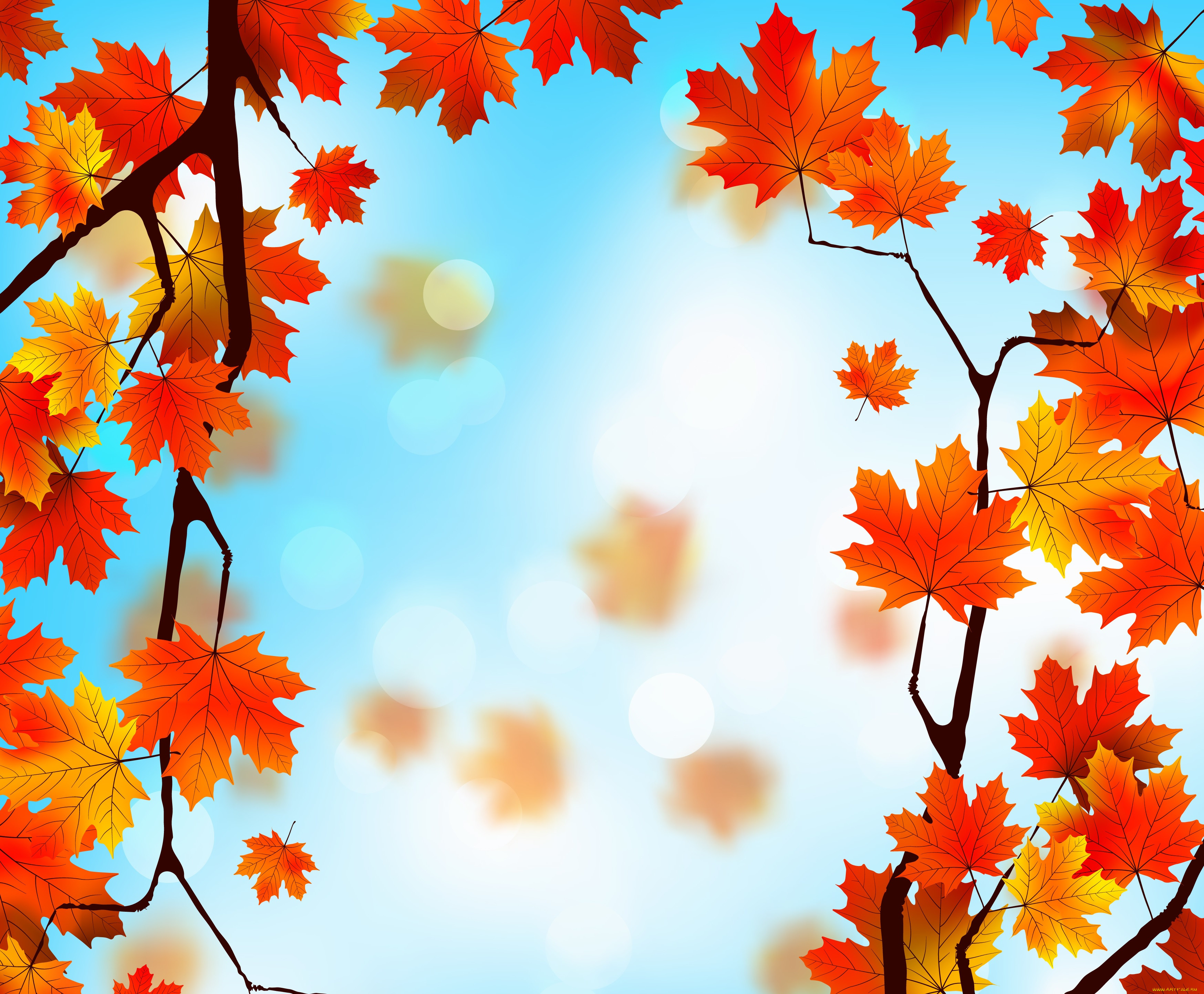  ,  , nature, , leaves, autumn, , , maple